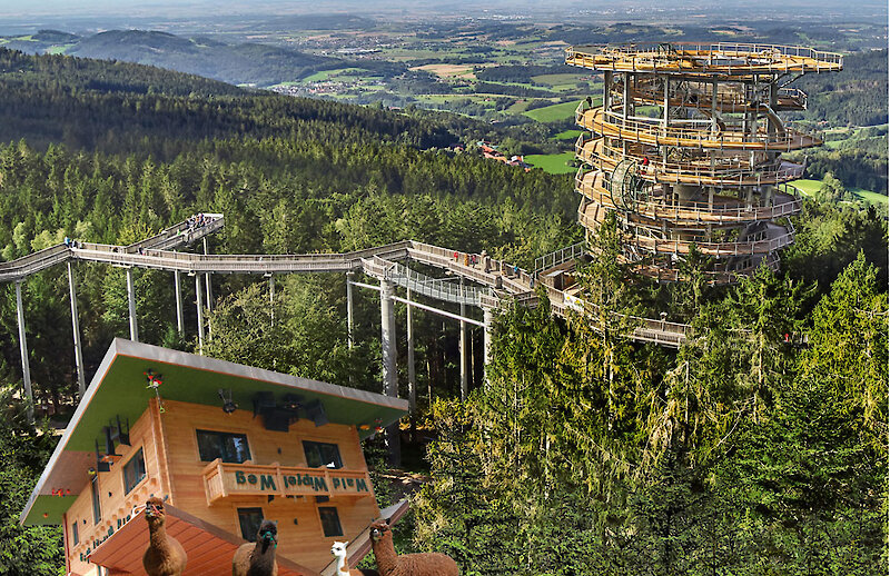 Waldwipfelweg St. Englmar